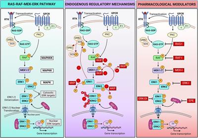 MEK inhibitors: a promising targeted therapy for cardiovascular disease